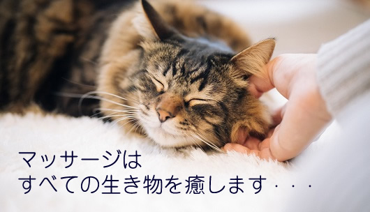 マッサージで癒される猫イメージ